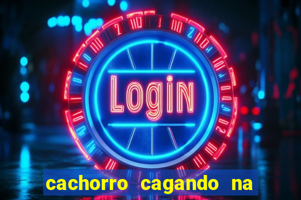 cachorro cagando na camisa do corinthians